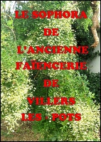 20.500.1 LE SOPHORA UNIQUE EN FRANCE ET MÊME EN EUROPE 06.05.2020-1.jpg