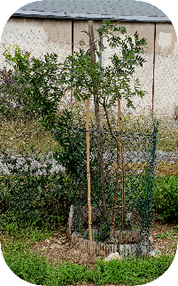 rejet-du-sophora.jpg